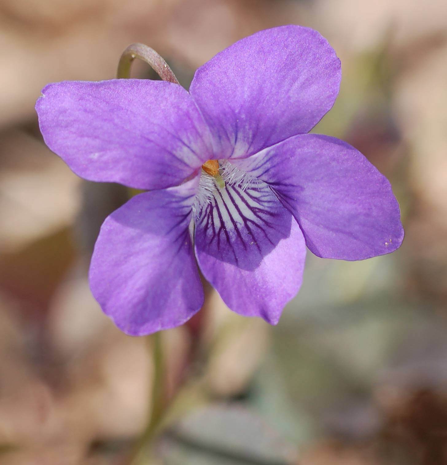 Purple Fashion
