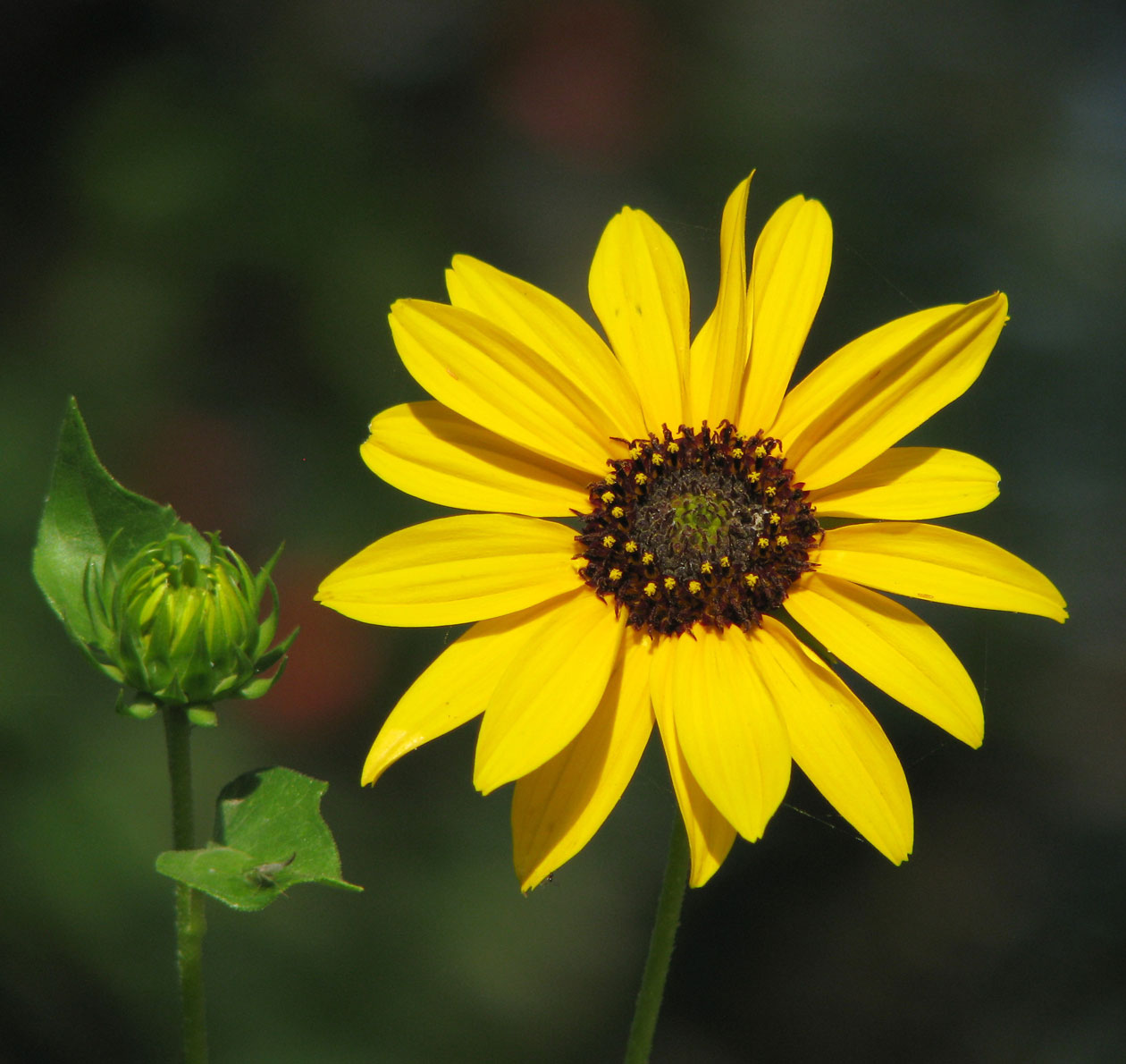 Shiny Sun